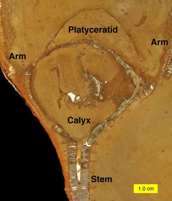 Crinoid with platyceratid (cross-section) 585