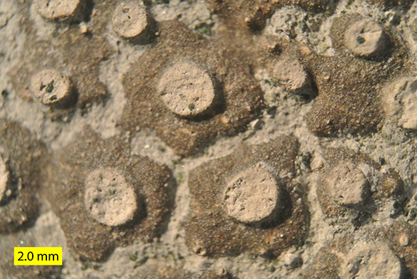Entobia cast close Prairie Bluff Chalk Formation