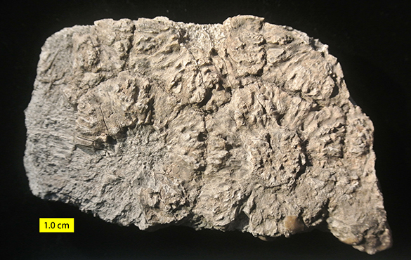 Glyptodon carapace fragment Pleistocene 585