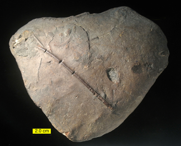 Siderite Concretion Carboniferous 585