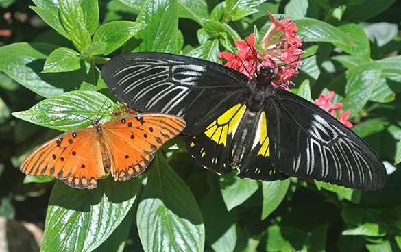 7 Two butterflies 021714