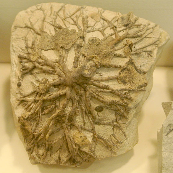 Encrusted crinoid roots