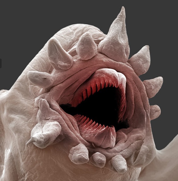 Polychaete mouth
