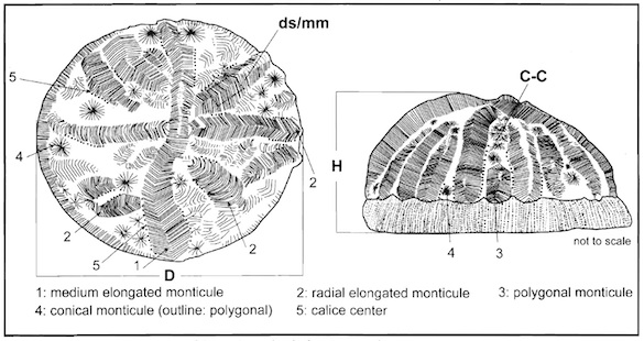 Aspidiscus cristatus diagram