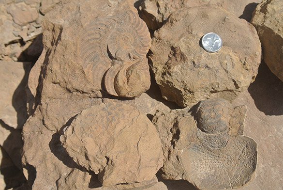 Nautiloids Ammonites 040814