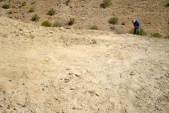 camel bed fossils 041814