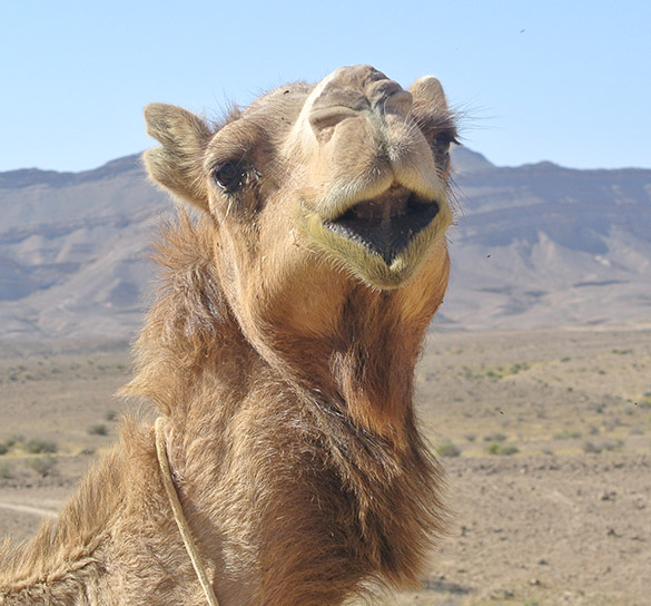 camel head 041814