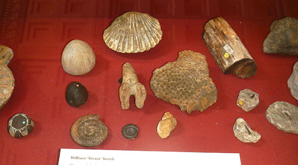 Smith fossils BM 062214