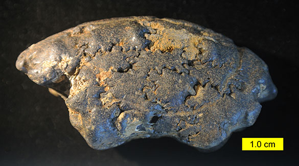 Ammonite frag 2 072014