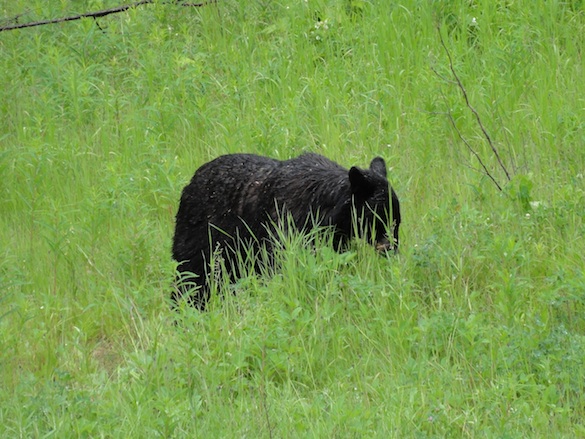 Most of the bears that we saw were black bears eating the fresh grass alongside the road.