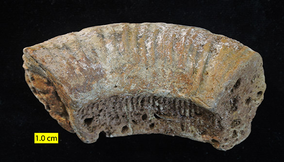 Faringdon ammonite sm