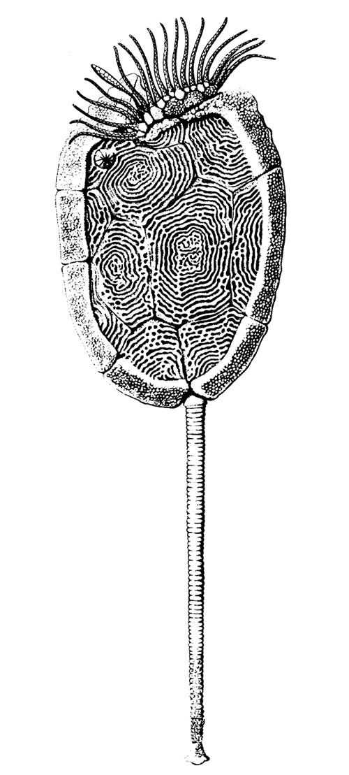 Mandalacystis diagram