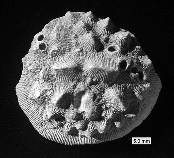 Fig. 2 Aspidiscus1bw_scale 585
