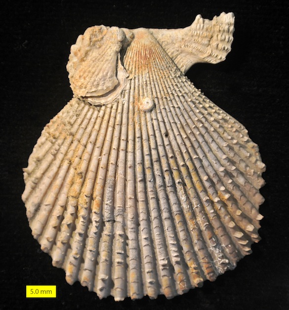 Chlamys Pliocene Cyprus