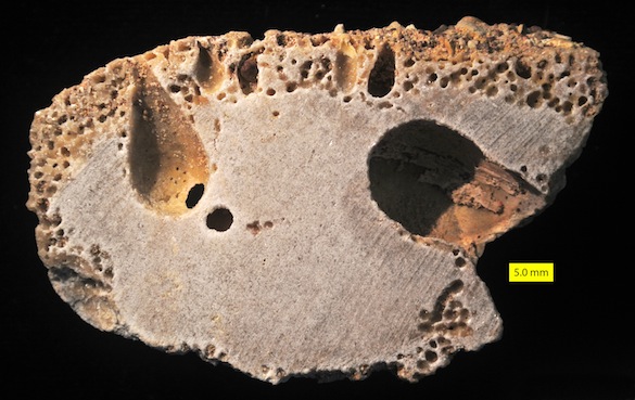 Miocene Bored Cobble Cut