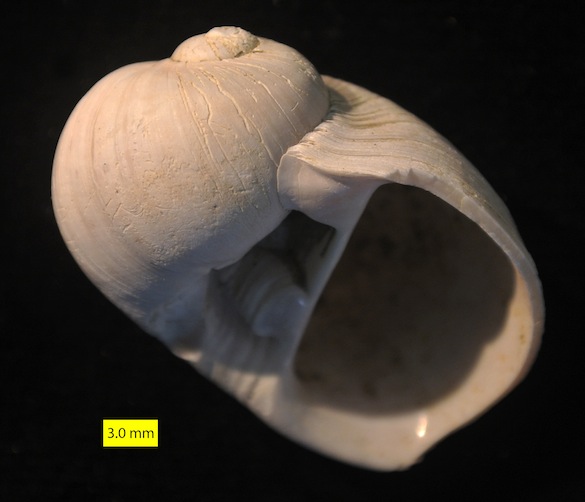 Naticarius millepunctatus Pliocene Cyprus