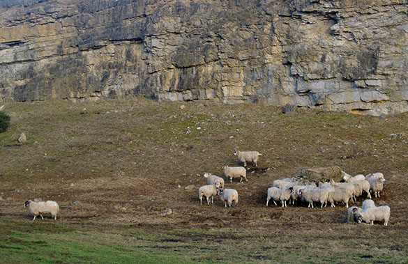 Sheep Spaunton 121814