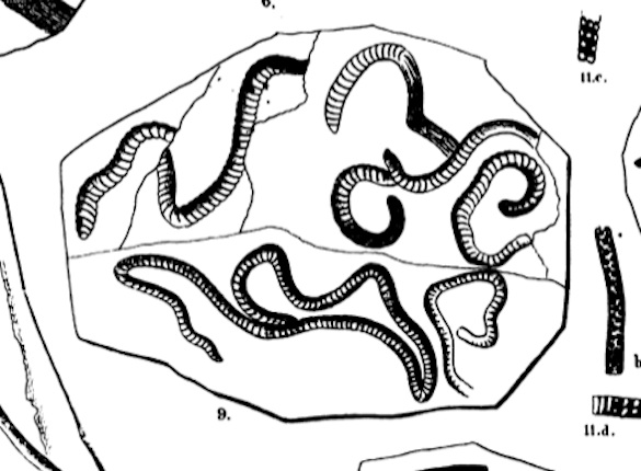 Taenidium serpentinum Heer, 1877 image 585