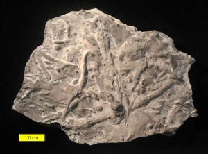 Woosters Fossils Of The Week Beautiful Trace Fossils From The Upper