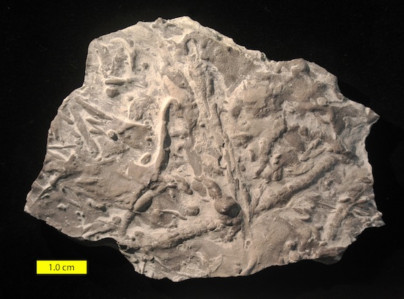 Trace fossils Bull Fork Ordovician OH 585