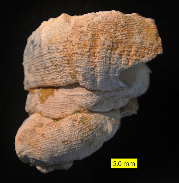 Vermetus Pliocene Cyprus