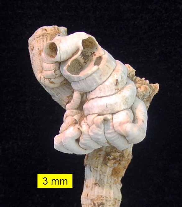 Petaloconchus Cyprus Pliocene 585