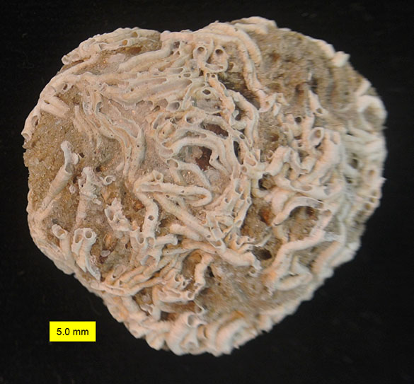 Serpulids Cyprus Pliocene