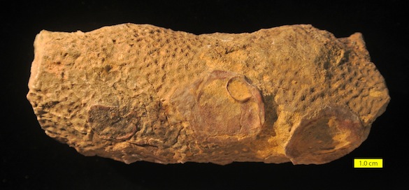 Amphiastrea Etallon 1859 Matmor Formation 585