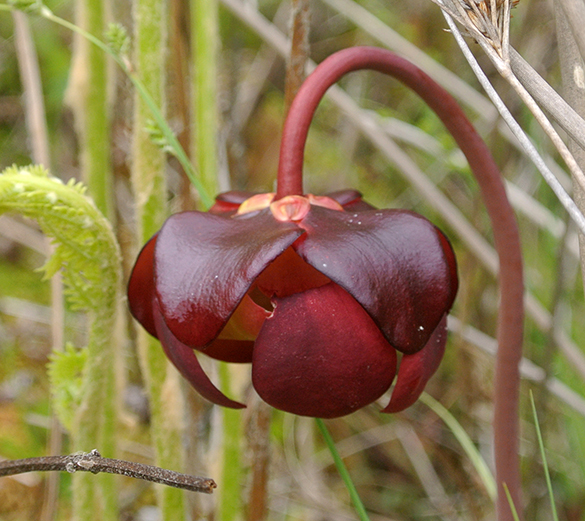 10 Sarracenia purpurea flower
