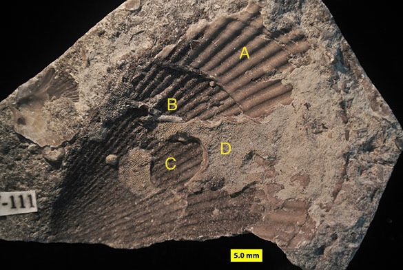2 Anomalodonta gigantea Waynesville Franklin Co IN 585 annotated
