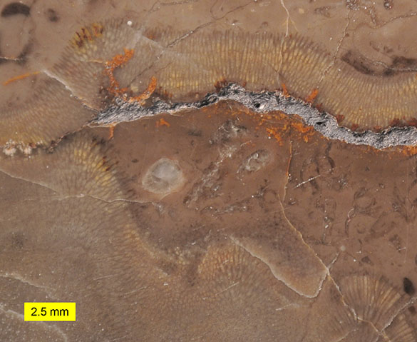 2 Chaetetid Benxi Formation (Moscovian) Benxi Liaoning China 585