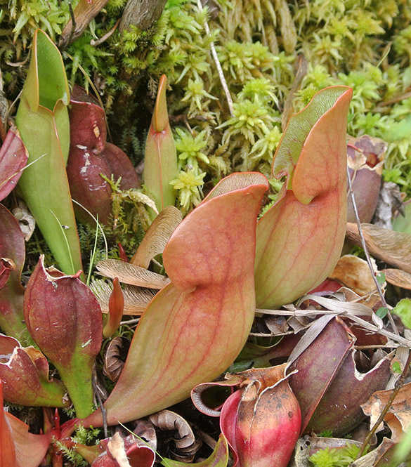 9 Sarracenia purpurea pitchers 585