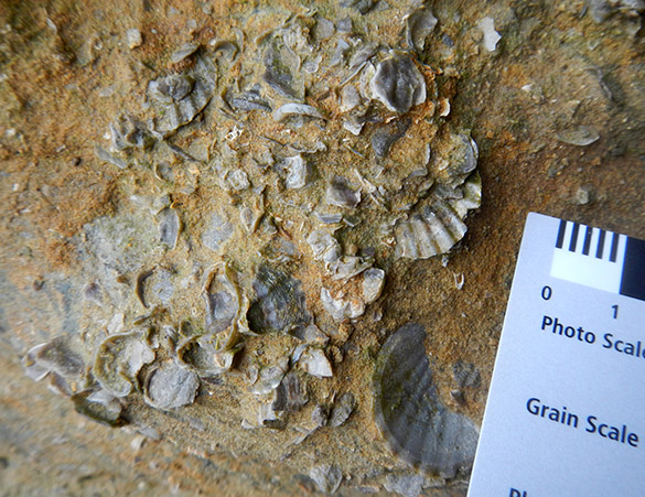 10 Unit 1 fossils 061415