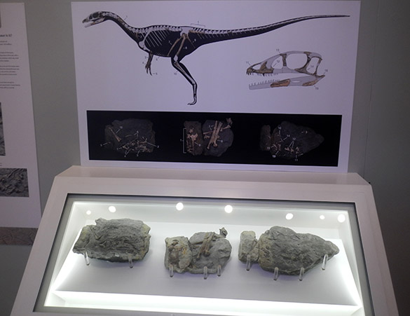 2 Dino display
