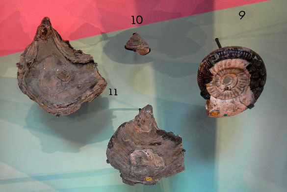 6 Smith fossils Rotunda