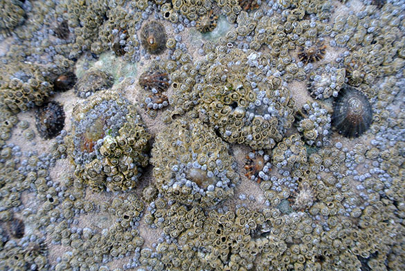 7 Barnacles limpets Speeton