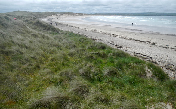 8 Stabilized beach dunes