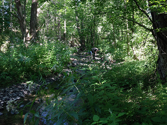 9 Jungle Jeddo tributary