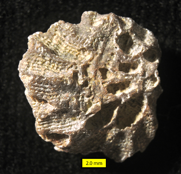 Calapoecia huronensis Billings, 1865 bottom 585