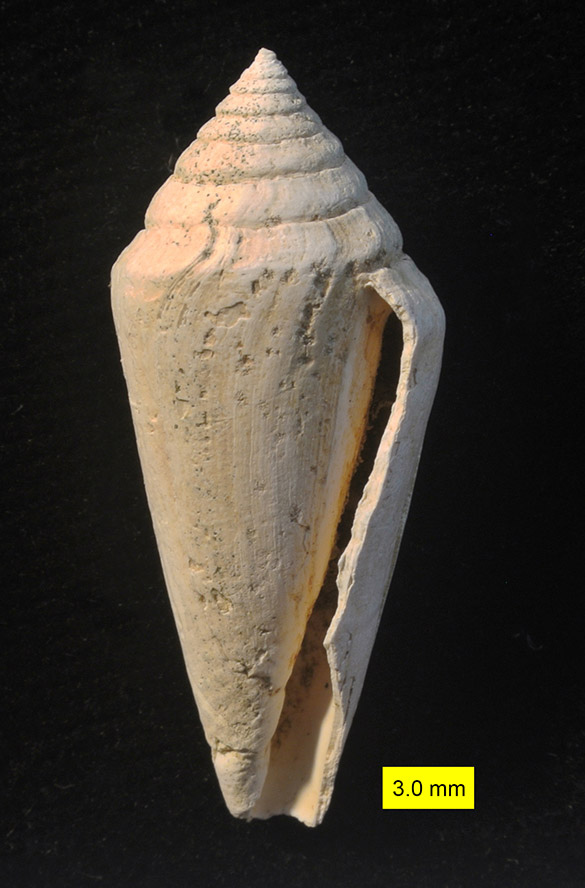 Conus pelagicus Epsilos 585