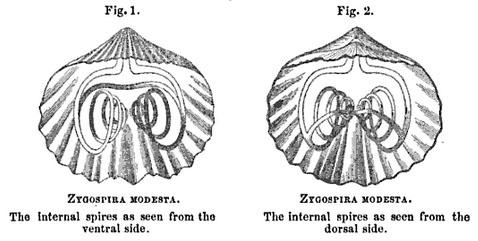 Hall diagram Zygospira