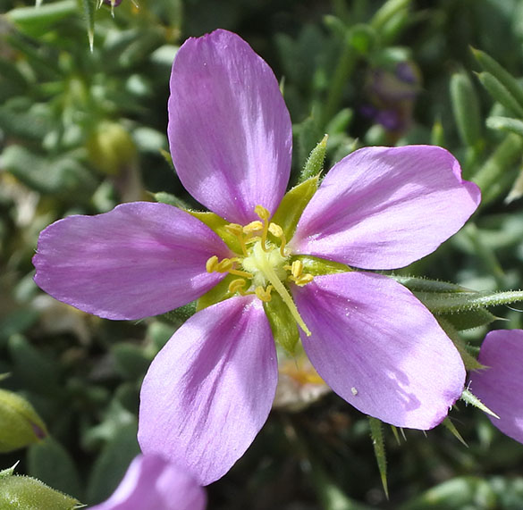 1 purple flower 031616
