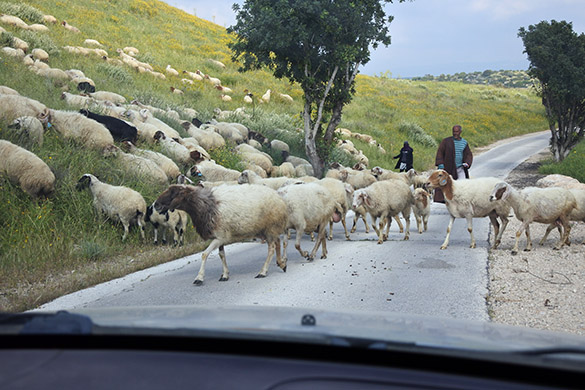 11 Bedouin sheep Maresha