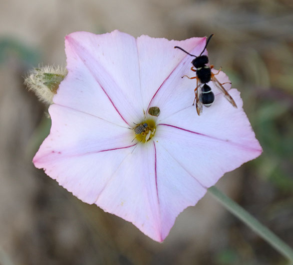 3 Flower with two insects