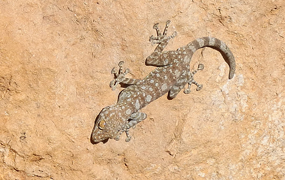8 Gecko 031716