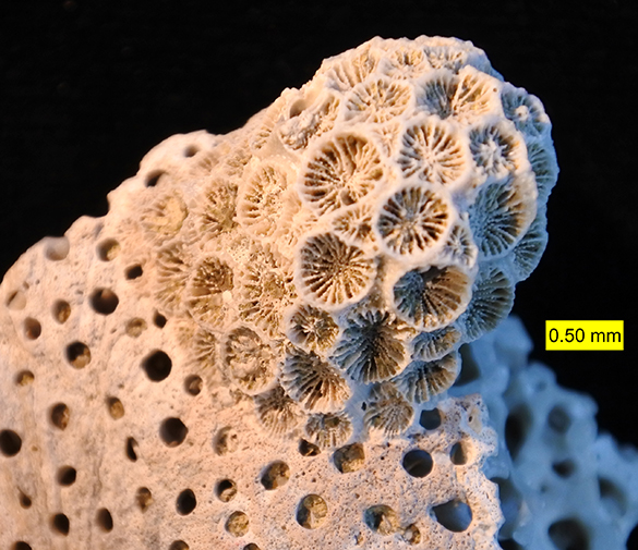 3 Coral over Entobia