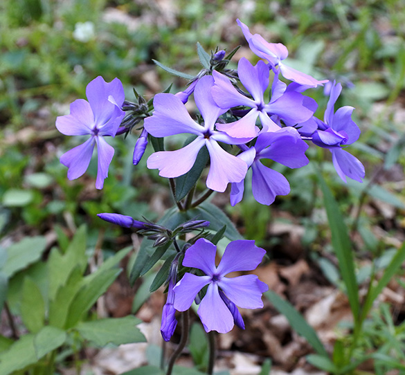 5 Purple flower 042316