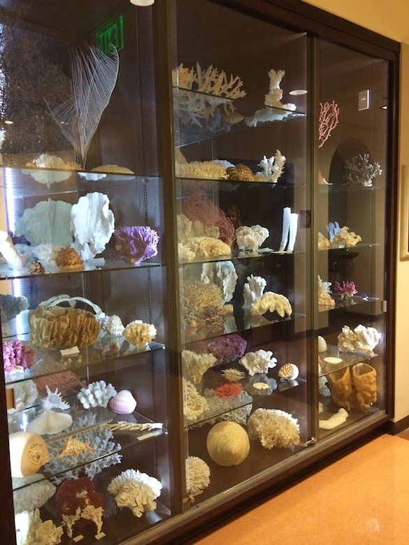 Visitors to the Department of Environmental and Ocean Sciences are greeted with this stunning display of a donated coral collection.