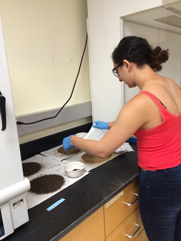 Amineh AlBashaireh ('18) is removing her soil samples from the drying oven.