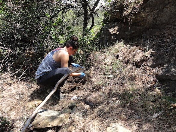 Amineh is studying trace element concentrations in the soils on Black Mountain. Here she is collecting samples. In the next few days, and over the course of the summer, we'll show you how she processes these samples in the lab.